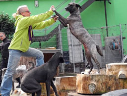 training_hundeschule